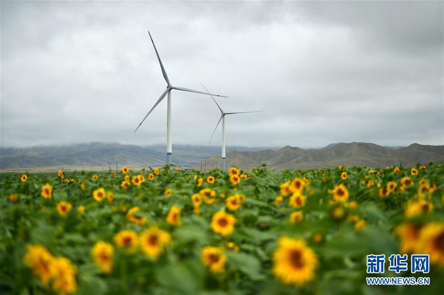 ヒマワリ満開、秋の風(fēng)景　甘粛省
