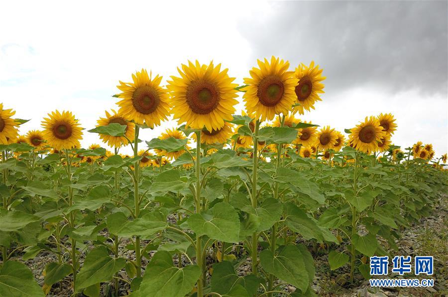 ヒマワリ満開、秋の風景　甘粛省