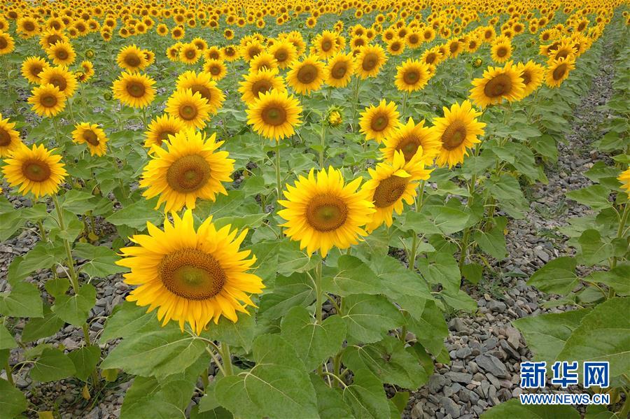 ヒマワリ満開、秋の風景　甘粛省