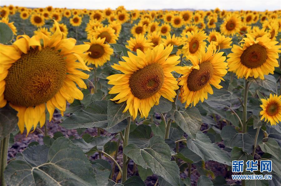 ヒマワリ満開、秋の風景　甘粛省