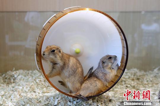 まるでペット王國！南京にペット総合施設(shè)がオープン