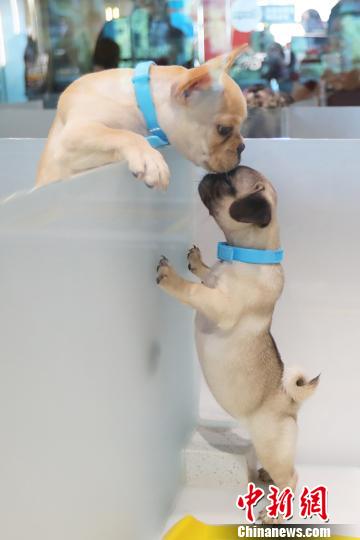 まるでペット王國！南京にペット総合施設(shè)がオープン