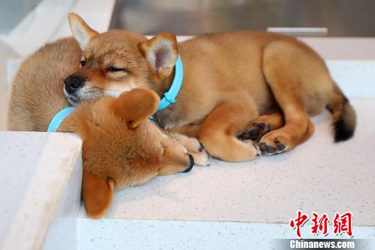 まるでペット王國！南京にペット総合施設(shè)がオープン