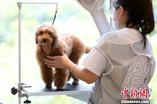 まるでペット王國！南京にペット総合施設(shè)がオープン