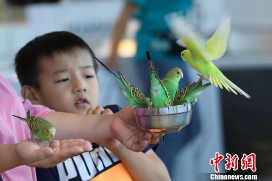 まるでペット王國！南京にペット総合施設(shè)がオープン