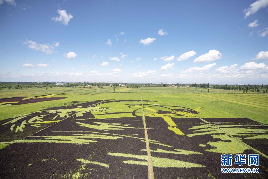 新疆ウイグル自治區(qū)察布査爾錫伯（チャプチャル?シベ）自治県納達斉牛録郷の田んぼアート「哪吒閙海（ナーザの大暴れ）」（8月18日、撮影?沙達提）。
