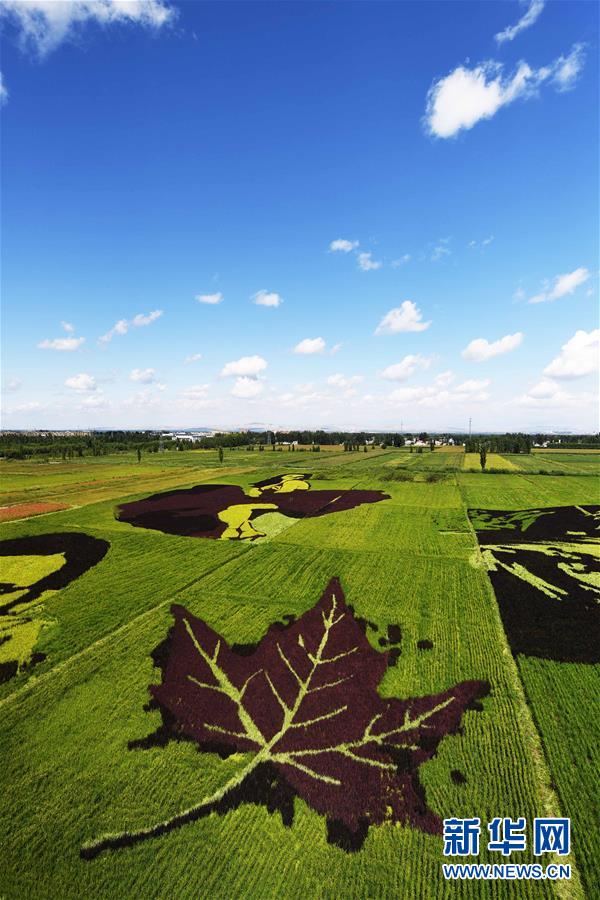 見ごろ迎えた新疆の田んぼアート、各地からの観光客で賑わう