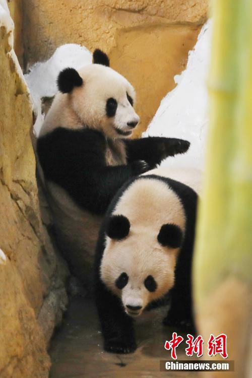 パンダ10頭が南京紫清湖に引っ越し　うち6頭は「海外帰國組」