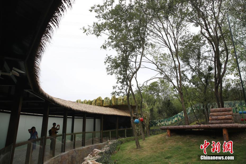 パンダ10頭が南京紫清湖に引っ越し　うち6頭は「海外帰國組」