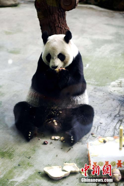 臺(tái)北市動(dòng)物園でパンダの「団団」と「圓圓」の誕生會(huì)