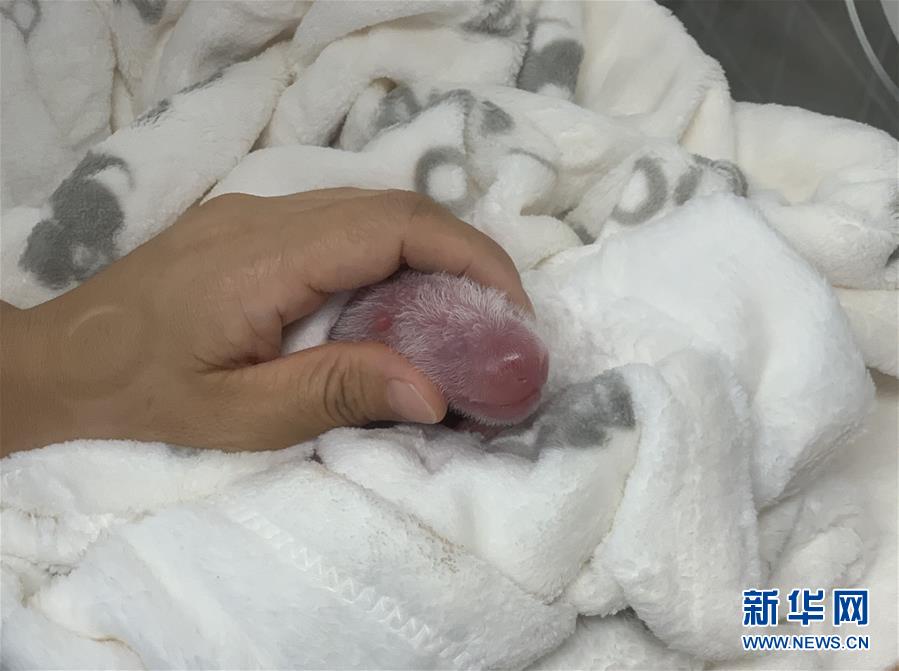 パンダの「夢夢」が雙子を出産　ドイツベルリン動物園