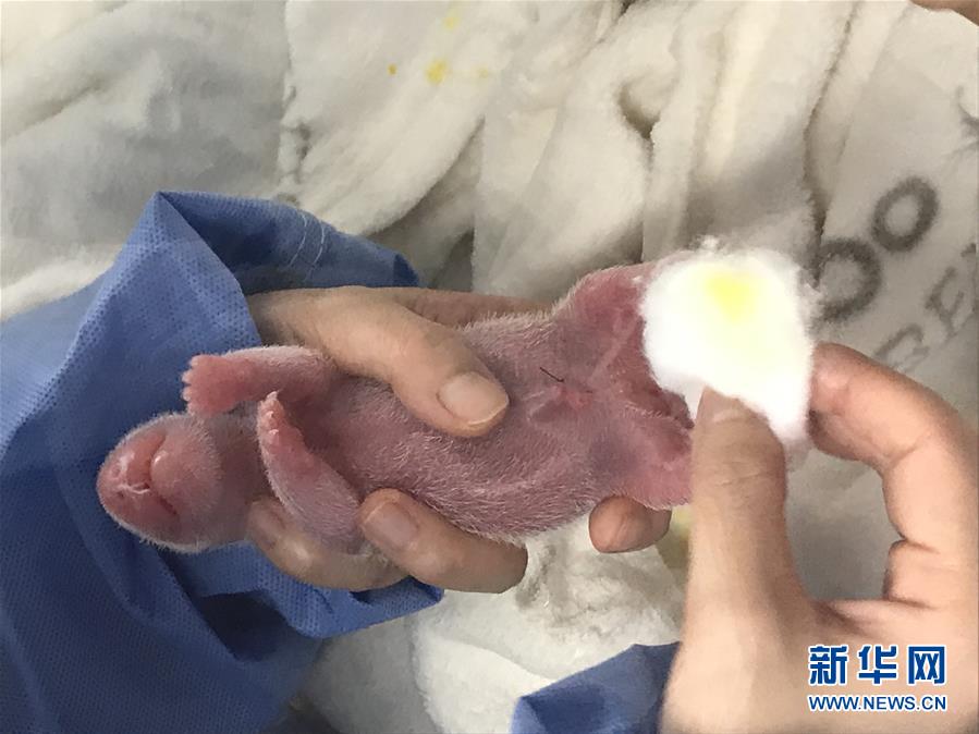 パンダの「夢夢」が雙子を出産　ドイツベルリン動物園