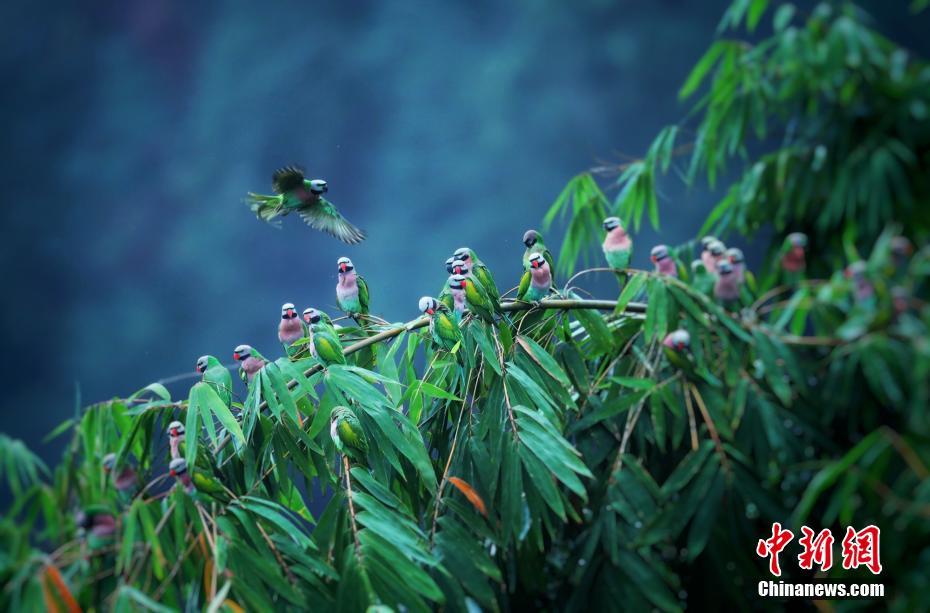 幻想的な美しさ広がる雲(yún)南省徳宏