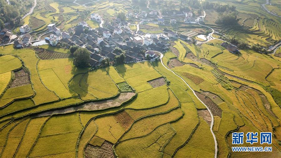 黃金色に輝く棚田の稲穂　ミャオ族の村に秋の訪れ　湖南省