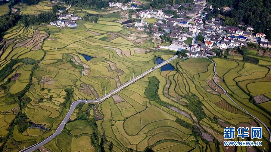 黃金色に輝く棚田の稲穂　ミャオ族の村に秋の訪れ　湖南省