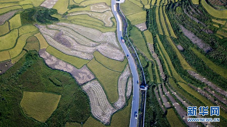 黃金色に輝く棚田の稲穂　ミャオ族の村に秋の訪れ　湖南省