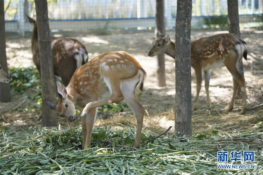 著実に進(jìn)む雄安新區(qū)の重點(diǎn)プロジェクト建設(shè)