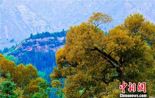 木々が色づいた秋の祁連山　甘粛省粛南