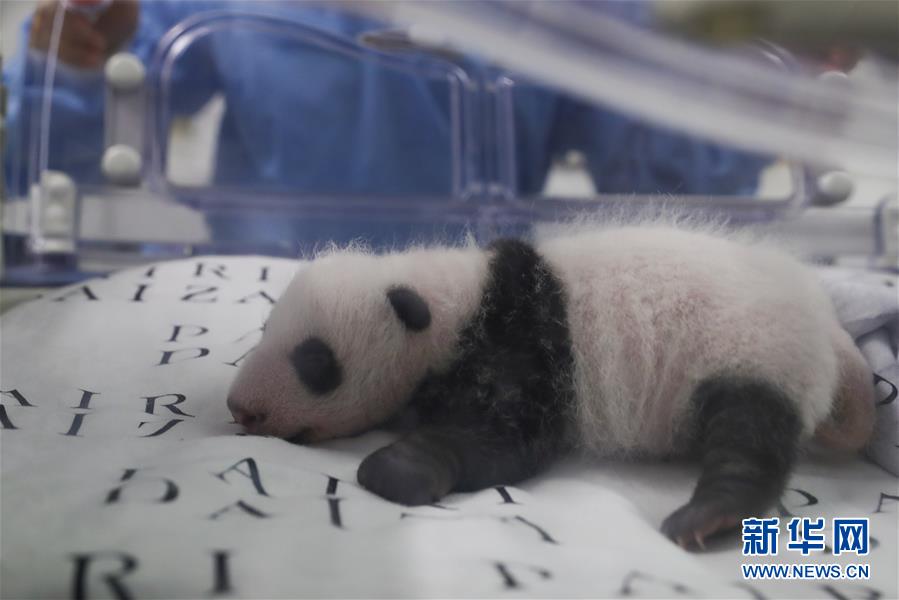 ベルギーで生まれたパンダの赤ちゃん生後1ヶ月に！