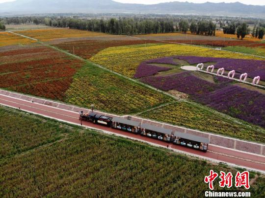 満開のランタナの花畑を走るミニSL　甘粛省山丹県