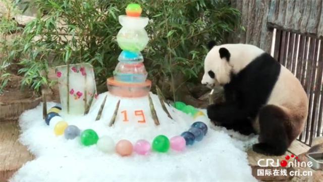2019年8月6日、パンダ「創(chuàng)創(chuàng)」の19歳の誕生日を祝うため、チェンマイ動物園が用意した特製の氷のケーキ。