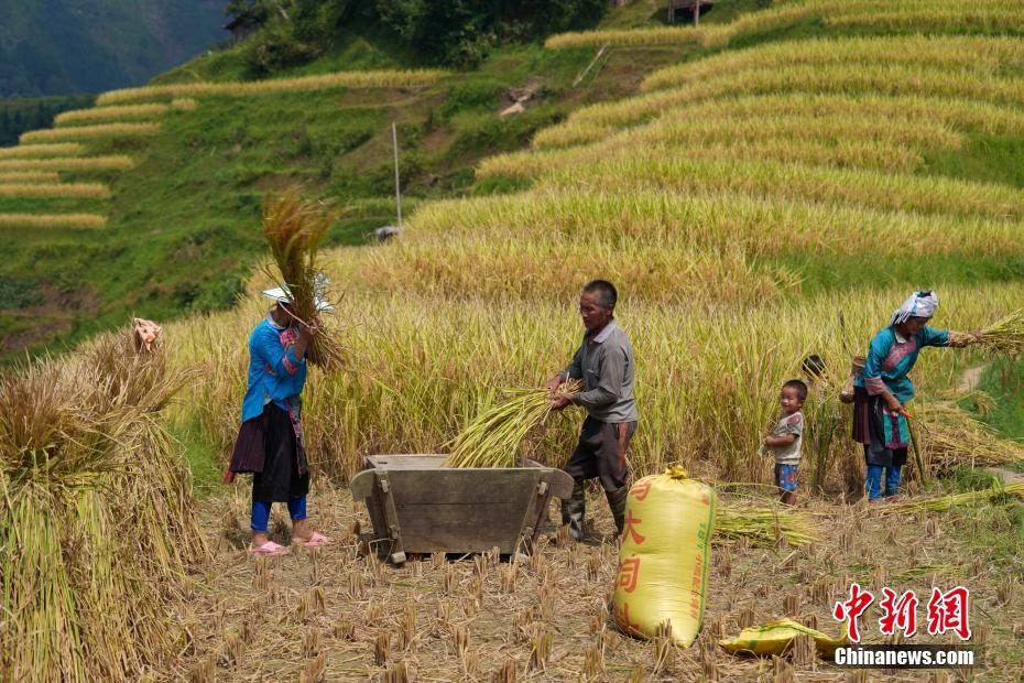 秋色に輝く陽(yáng)開(kāi)棚田 貴州省榕江県