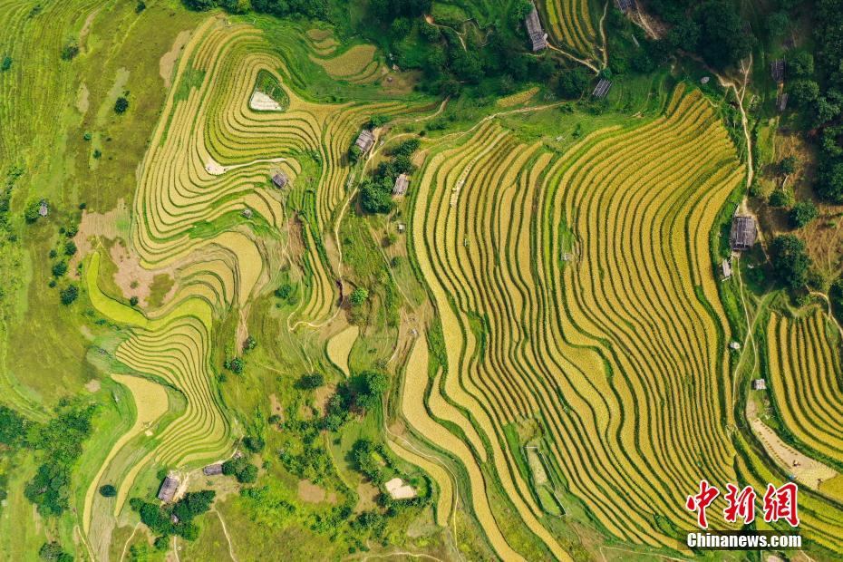 秋色に輝く陽開棚田 貴州省榕江県