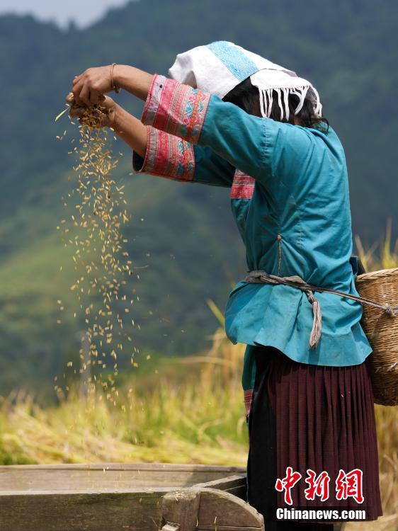 秋色に輝く陽(yáng)開(kāi)棚田 貴州省榕江県