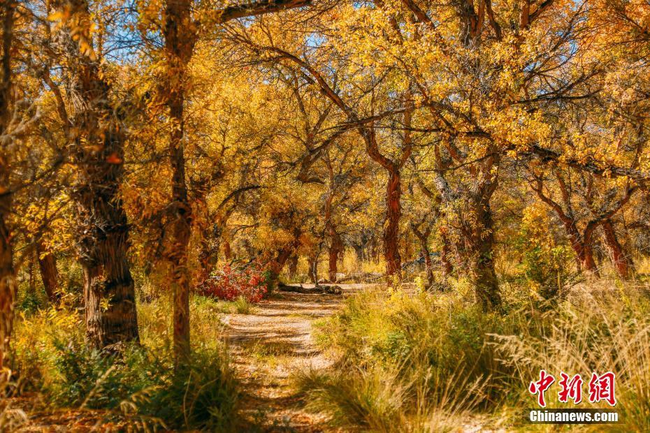 金色に輝くコトカケヤナギの林　観光シーズン迎えた新疆カラマイ?ウルホ