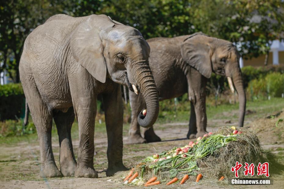 動物園の動物たちも東北地方の風(fēng)習(xí)に倣いご馳走たっぷり　黒竜江省