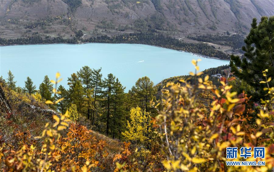 秋に美しく色づくカナス景勝地　新疆