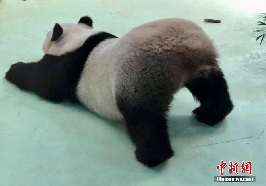 10頭のパンダが南京に大集合　江蘇省