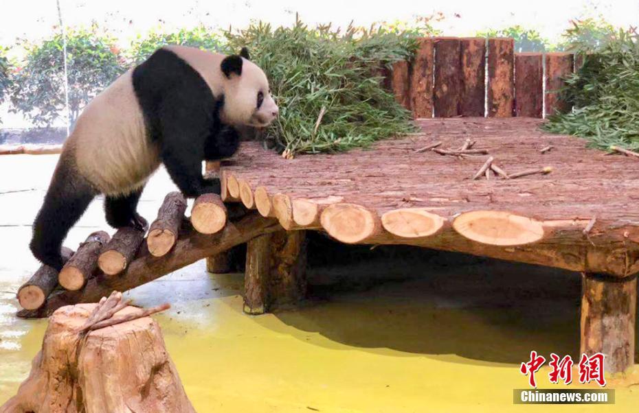 10頭のパンダが南京に大集合　江蘇省