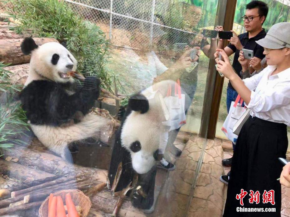 10頭のパンダが南京に大集合　江蘇省