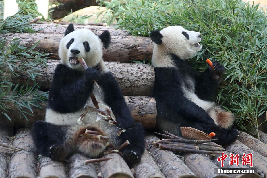 10頭のパンダが南京に大集合　江蘇省