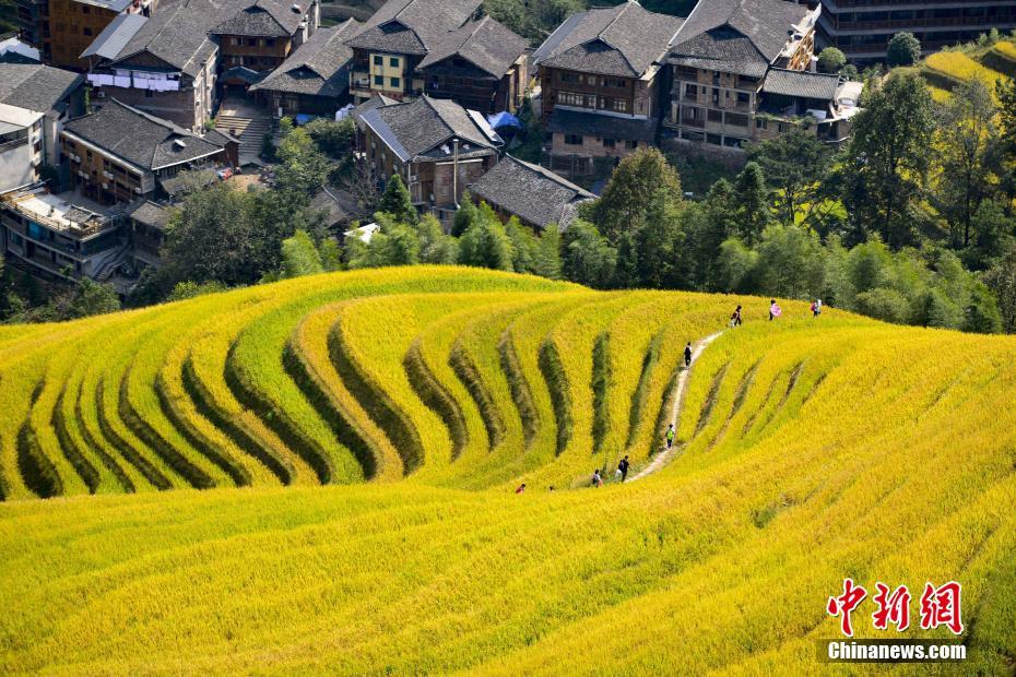 秋色の広西竜脊梯田で稲が成熟　大勢(shì)の観光客が訪れる
