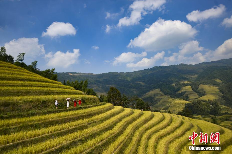 秋色の広西竜脊梯田で稲が成熟　大勢の観光客が訪れる