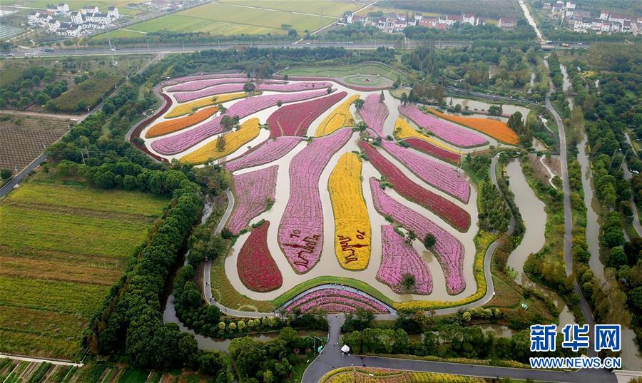 上空から見た花開海上生態(tài)園のコスモス畑（10月7日、ドローンで撮影?方喆）。