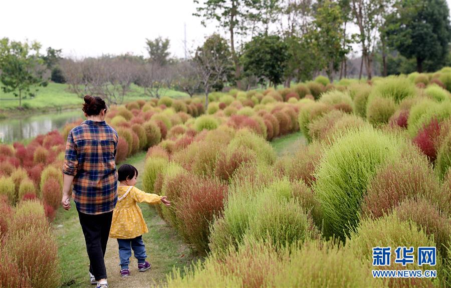 深まる秋に咲き亂れるコスモスの花　上海市