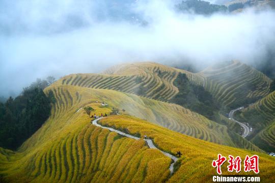 棚田にたなびく雲(yún)霧が織りなす美しい風(fēng)景　広西竜勝