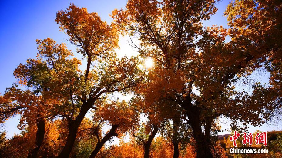 まるで油絵！金色に輝くコトカケヤナギの林　新疆