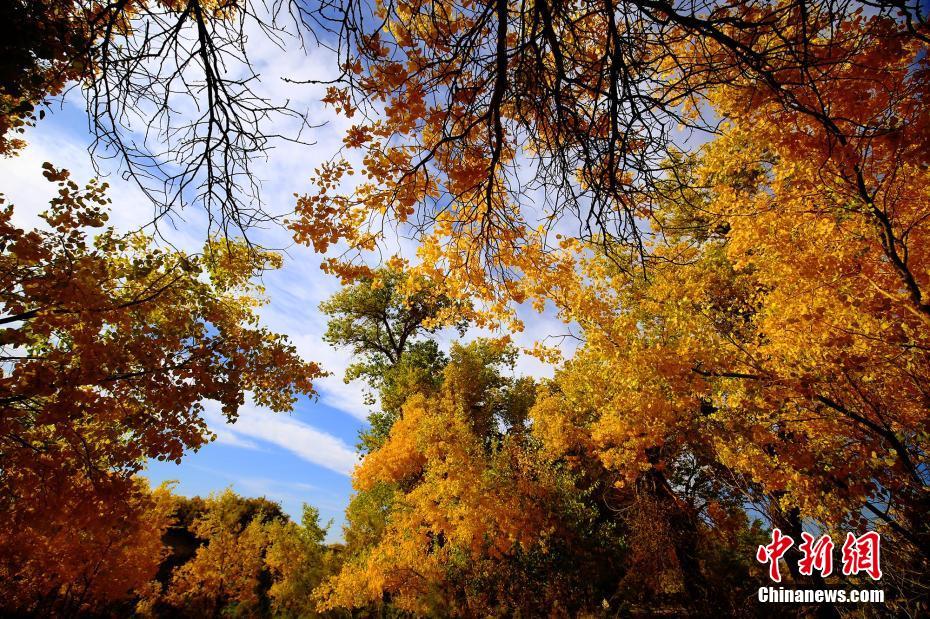 まるで油絵！金色に輝くコトカケヤナギの林　新疆