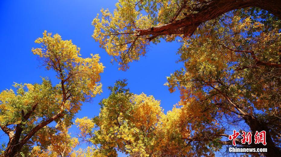 まるで油絵！金色に輝くコトカケヤナギの林　新疆