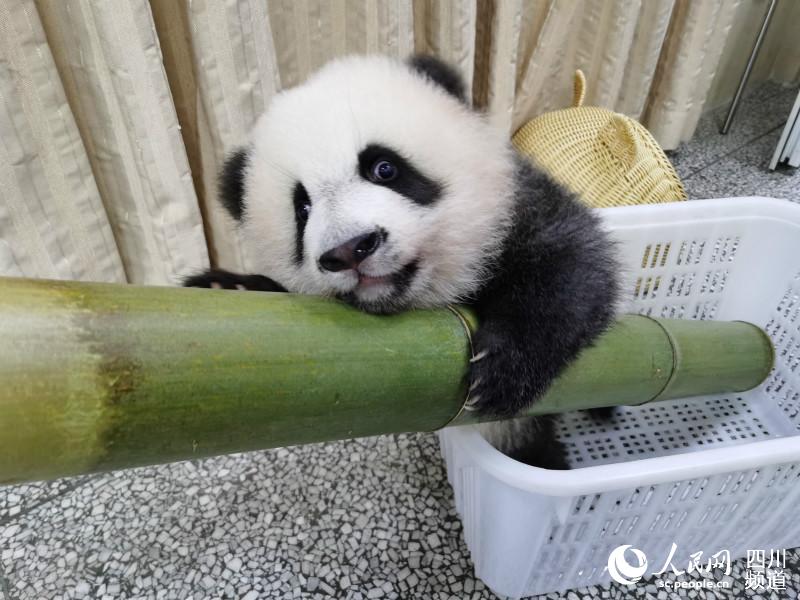 成都で大人気の赤ちゃんパンダに「動物スポンサー」現(xiàn)る　四川省