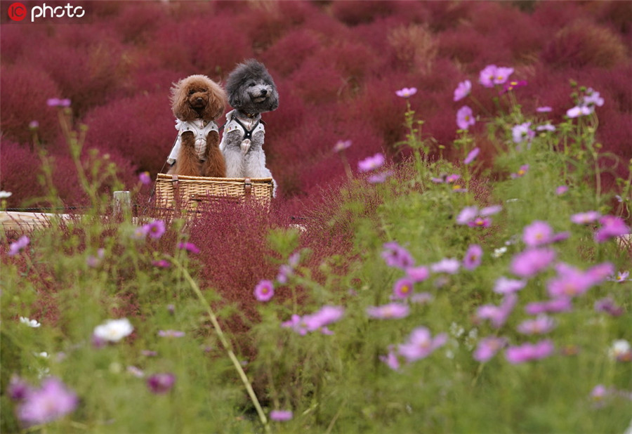 紅葉の見ごろを迎えた茨城県ひたちなか市のコキア畑（寫真著作権は東方ICが所有のため転載禁止）。 