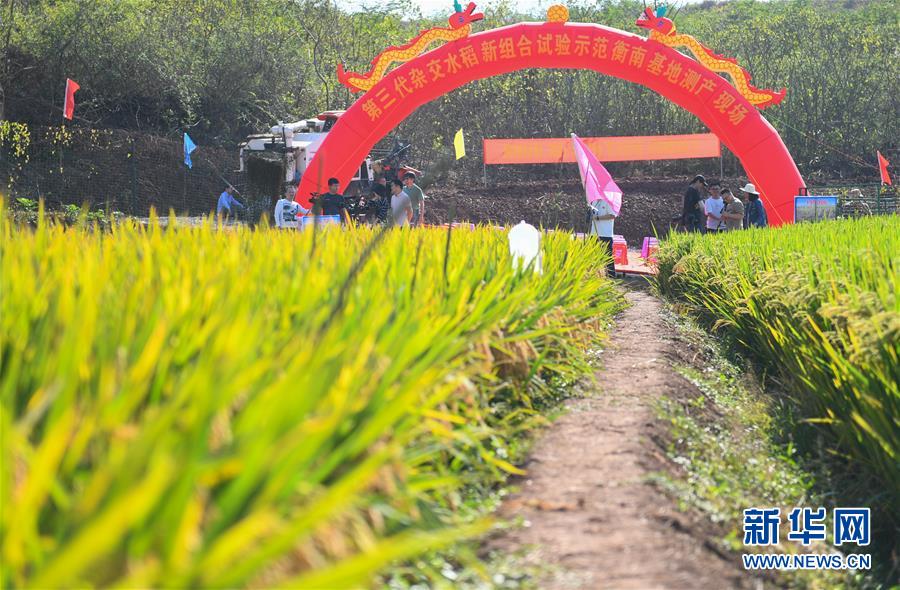 第3世代ハイブリッド稲、生産の成果が発表