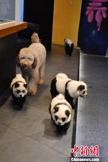 カフェで人気の「パンダ犬」？チャウチャウ！　四川省成都