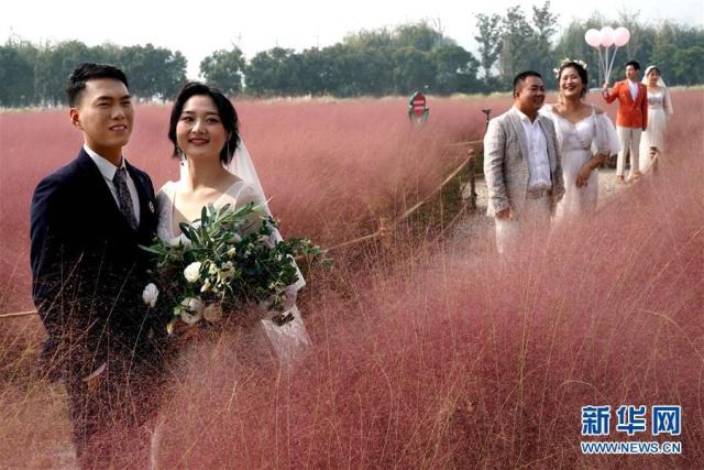 一面に広がる「ピンクの?！埂『幽鲜?></a></td></tr><tr><td class=