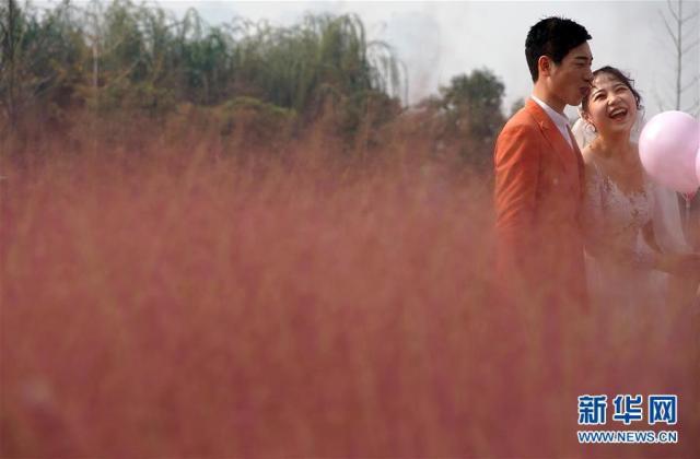 一面に広がる「ピンクの?！埂『幽鲜?></a></td></tr><tr><td class=