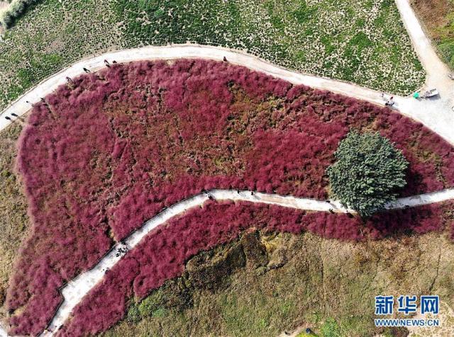 一面に広がる「ピンクの?！埂『幽鲜?></td></tr><tr><td class=